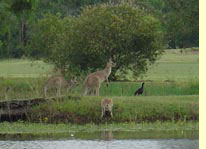 Kangaroos auf Kangaroo Island