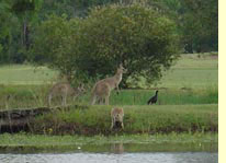 kangaroos auf Kangaroo Island 